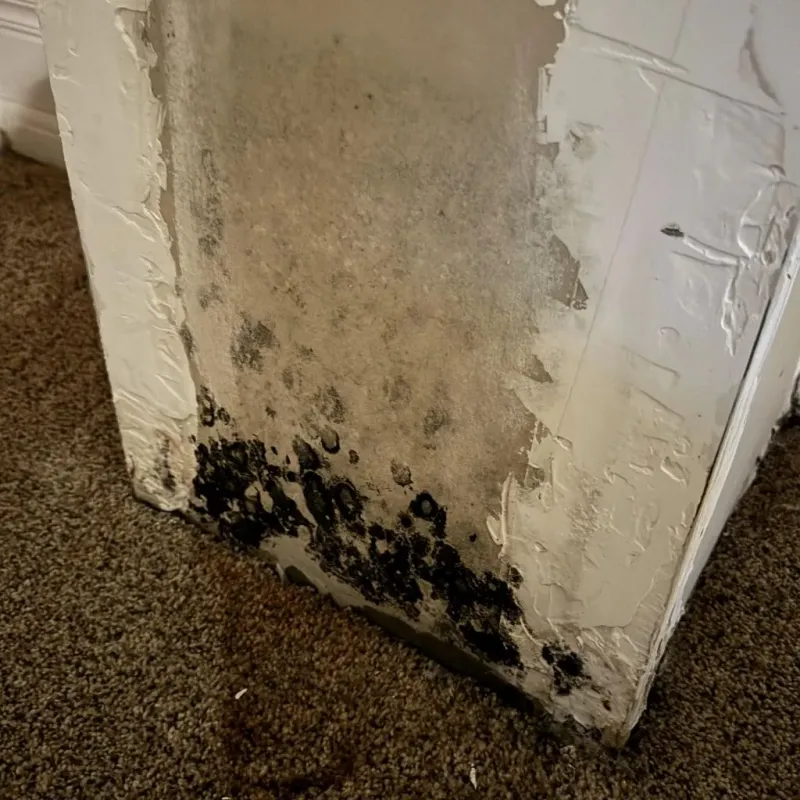 Professional Mold Removal in Saint Stephens, NC
